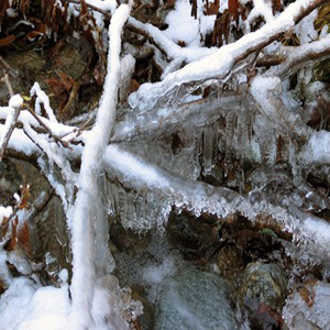 #20 Ice Laden Branches