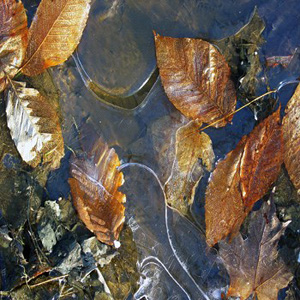 #23 Leaves under Ice