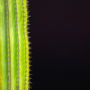 #4 Cactus in Contrast